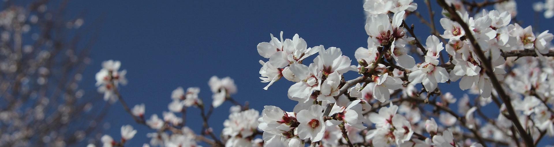 Almond Blossoms - Photo By Board of Trade